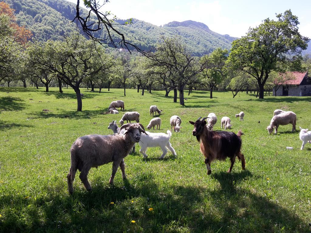 Pensiunea Din Livada Бран Экстерьер фото